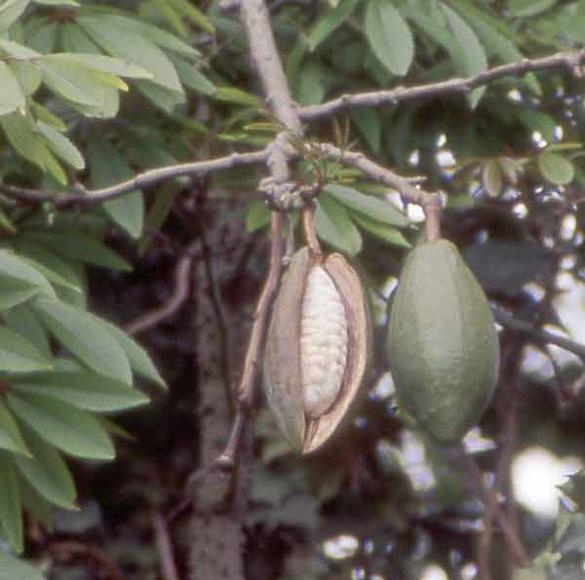 Økologisk Hovedpuder Kapok 80x80