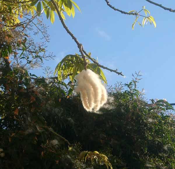 Økologisk Hovedpuder Kapok 40x40