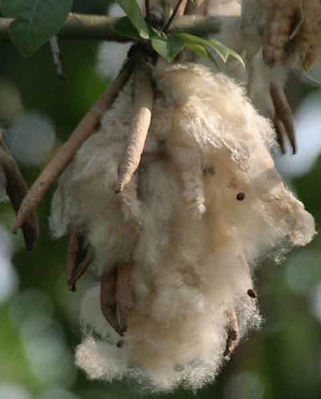 Økologisk Hovedpuder Kapok 40x40