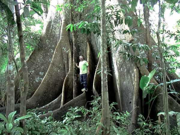 Økologisk Hovedpuder Kapok 40x40
